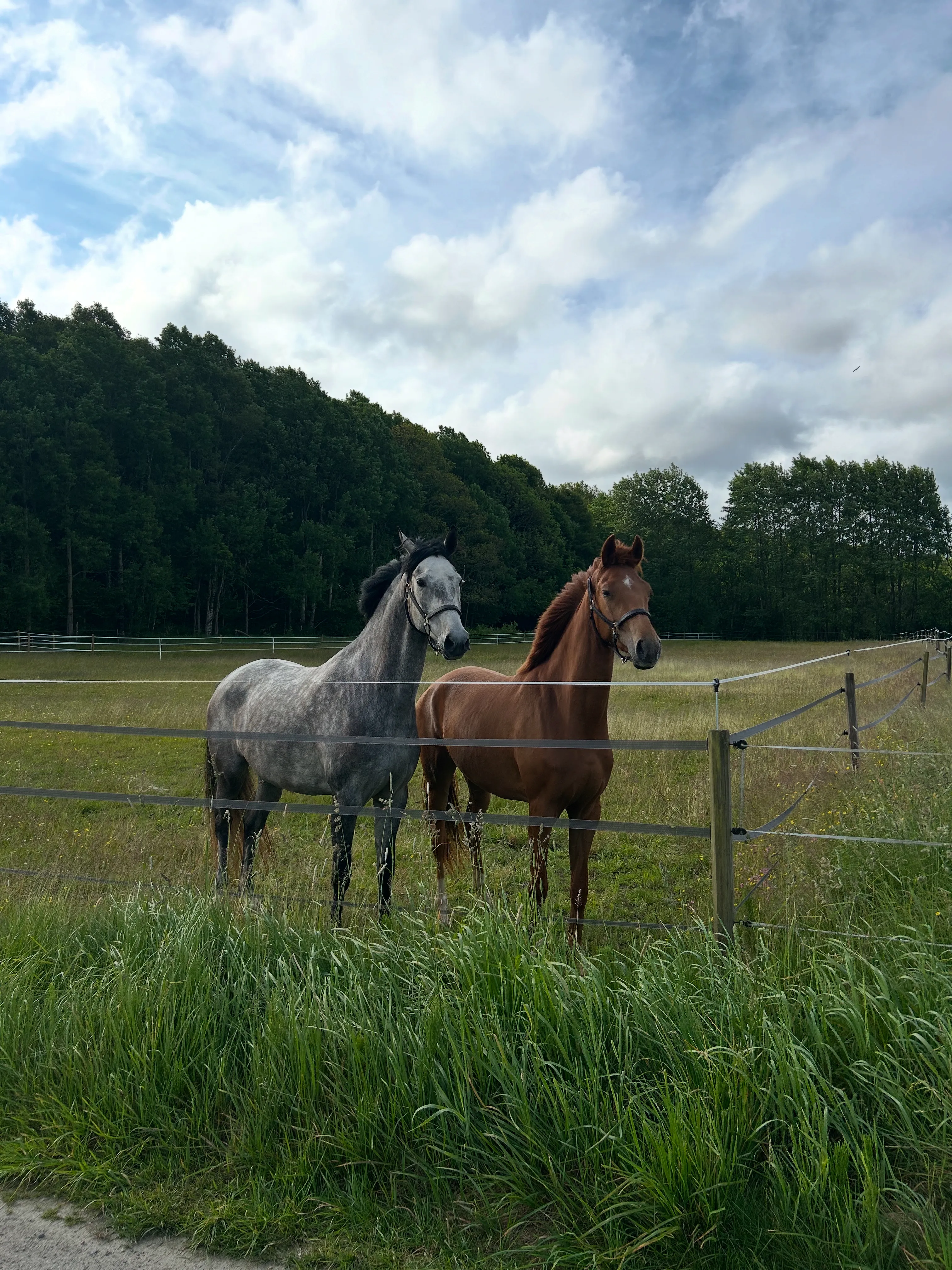Horses grazing in the pastures at Thorsgården in Lindome